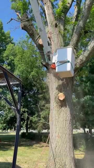 Crew trimming tree branches